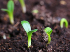 土壤养分分析仪提升农业科研效率
