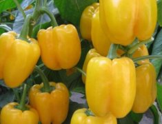 肥料养分测试仪助力实现均衡施肥