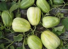 肥料养分诊断仪规范化学肥料的使用