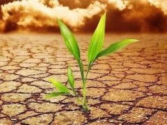 土壤养分检测仪可以应用在哪些地方？