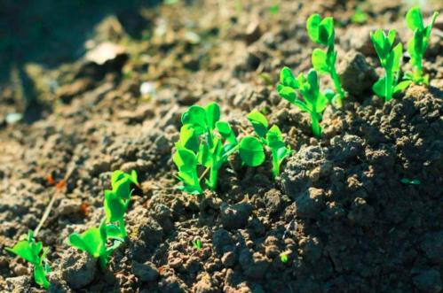 土壤养分速测仪指导农作物科学种植