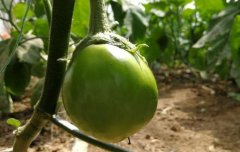 土壤养分诊断为农作物种植提供科学指导